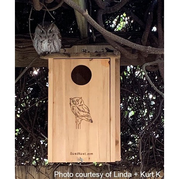 BestNest Premium Screech Owl / Kestrel House