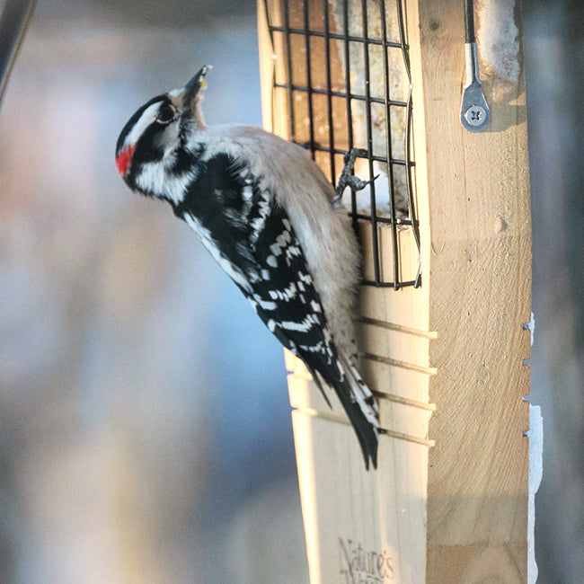 Nature's Way Cedar Suet Feeder with Tail Prop