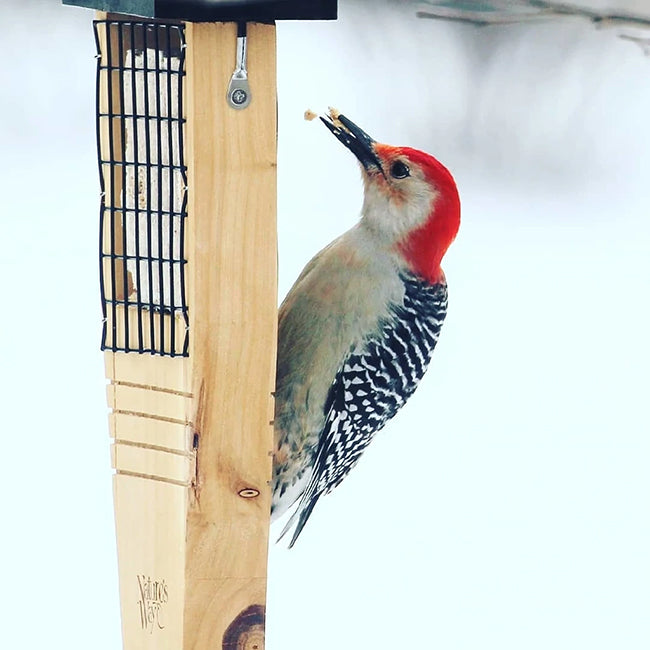 Nature's Way Cedar Suet Feeder with Tail Prop