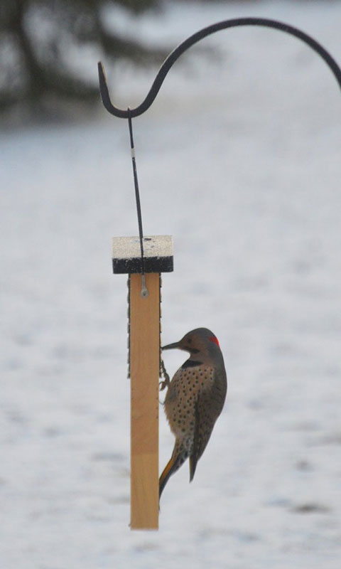 Nature's Way Cedar Suet Feeder with Tail Prop