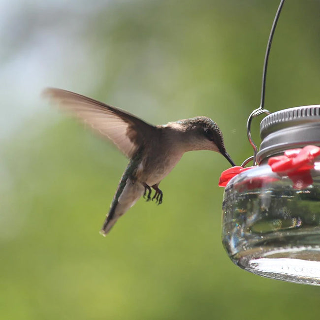 Nature's Way Mason Jar Hummingbird Feeder, 6 oz.
