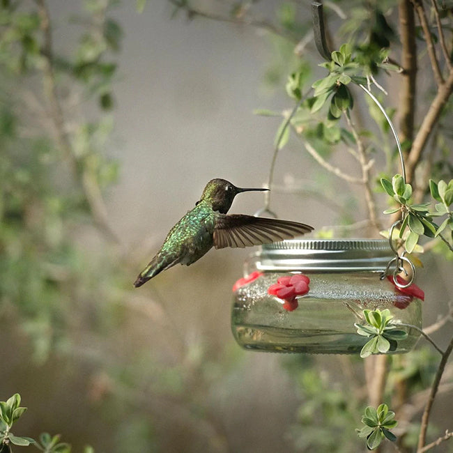Nature's Way Mason Jar Hummingbird Feeder, 6 oz.
