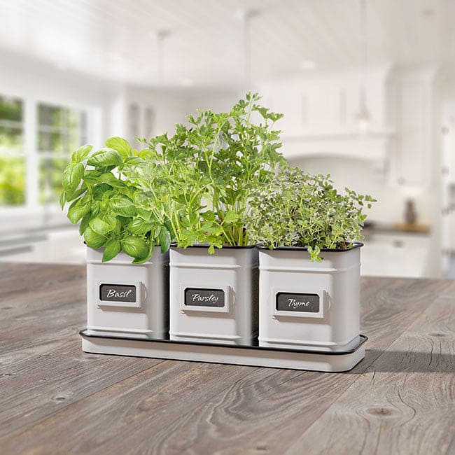 Panacea Vintage Milkhouse Tray and Planters
