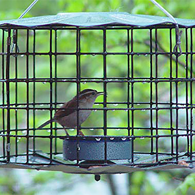 Erva Caged Bluebird Feeder, Blue