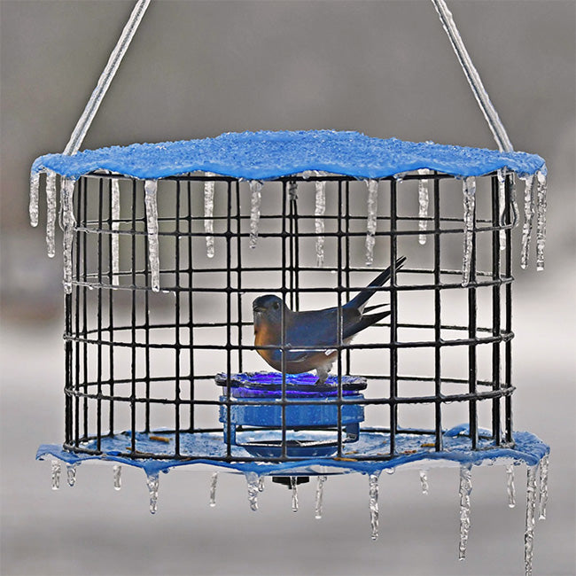 Erva Caged Bluebird Feeder, Blue