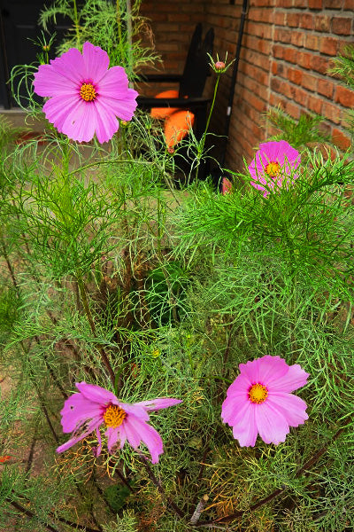 GreenBird Cosmos Seed Pies