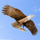 Jackite Bald Eagle Kite & Fiberglass Telescoping Pole