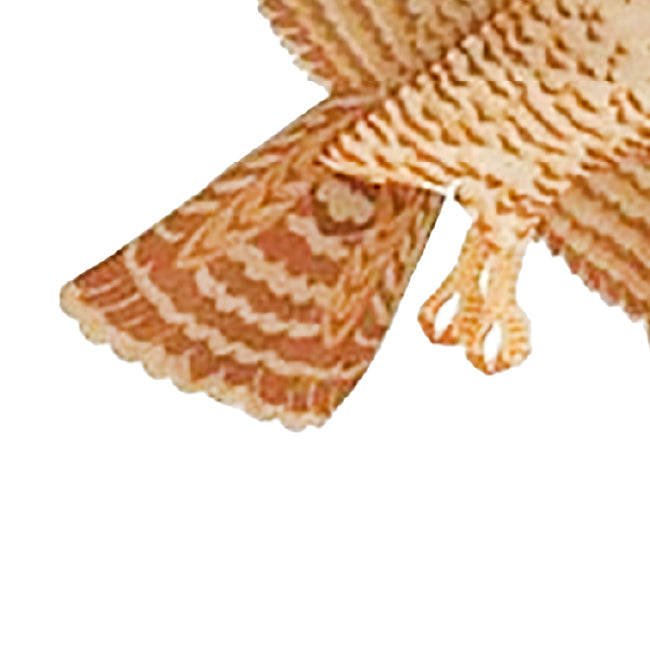 Jackite Peregrine Falcon Kite Package