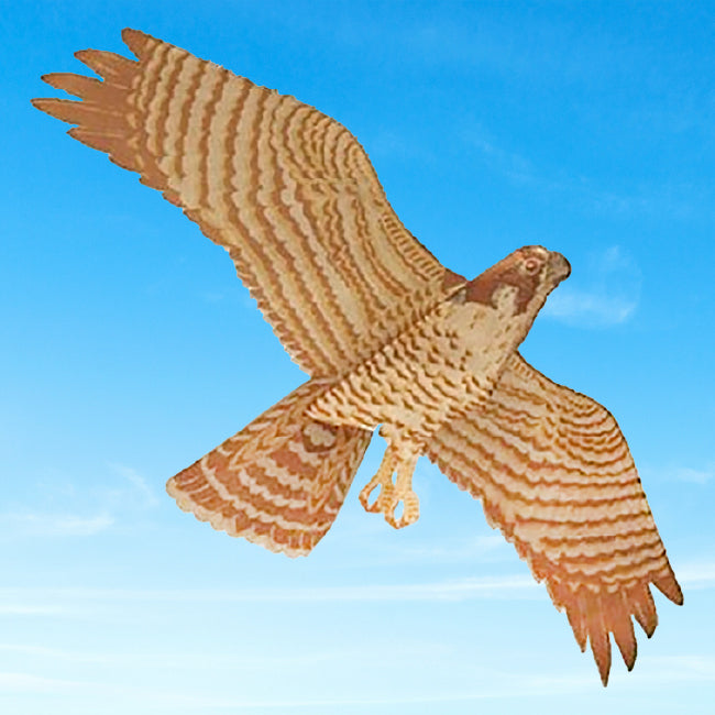 Jackite Peregrine Falcon Kite Package