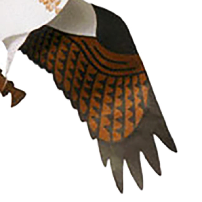 Jackite Osprey Kite & Fiberglass Telescoping Pole Kit