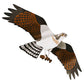Jackite Osprey Kite & Fiberglass Telescoping Pole Kit