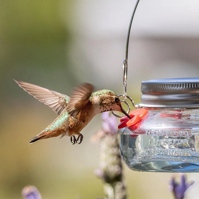 Nature's Way Mason Jar Hummingbird Feeders, 6 oz., Pack of 2