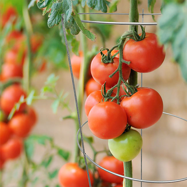 Panacea Round Tomato & Pepper Towers, Galvanized, Pack of 20