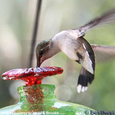 Mini-Blossom Hummingbird Feeder with Stake, Clear, 4 oz.