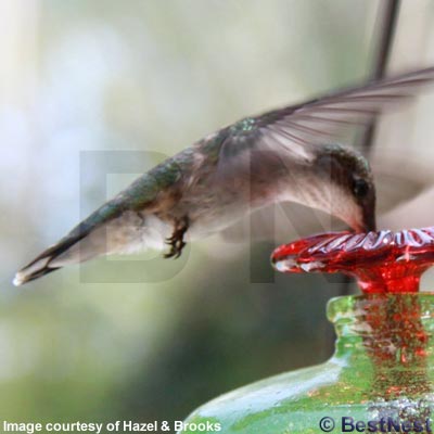 Mini-Blossom Hummingbird Feeder with Stake, Clear, 4 oz.