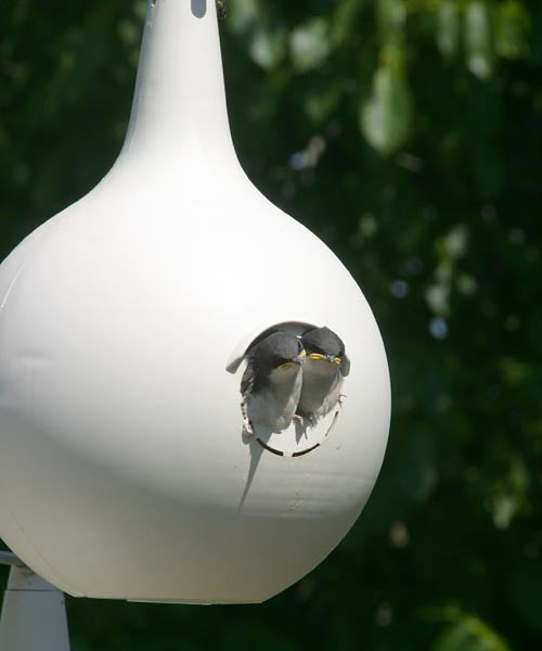 Purple Martin Gourds with Hanging Bracket and Pole Kit