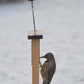 Nature's Way Cedar Suet Feeder with Tail Prop