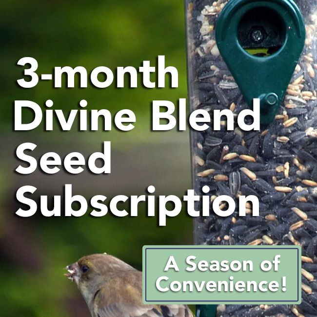 3-Month Seed Subscription, 10 lbs. Divine Blend Seed