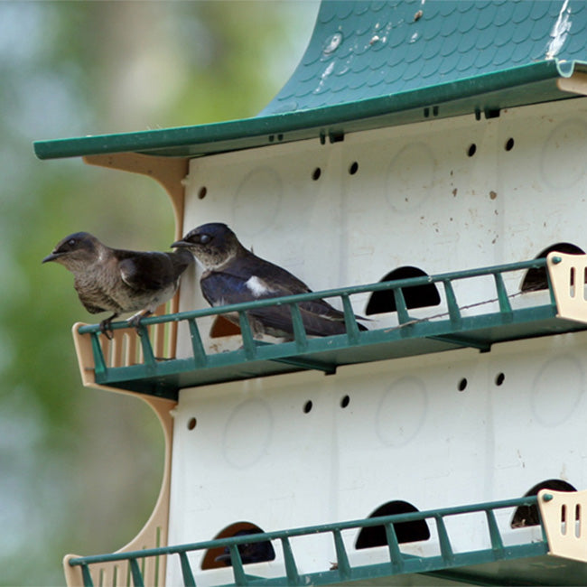 S&K Purple Martin House, 12 Room